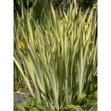 Sumpfschwertlilie Variegata Iris pseudacorus Variegata