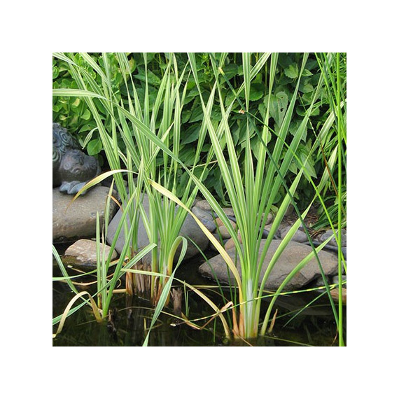 Typha latifolia Variegata