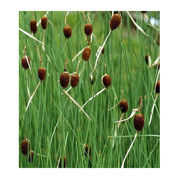 Typha minima Miniature cattail