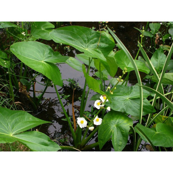 Sagittaria Japonica 