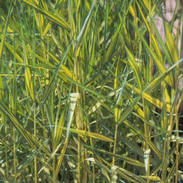 Schilfrohr Variegata Phragmites australis variegata