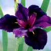 Iris louisiana 'Black Gamecock
