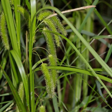 Scheinzypergras-Segge Carex pseudocyperus