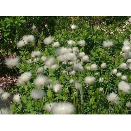 Eriophorum