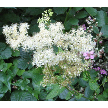 Filipendula ulmaria