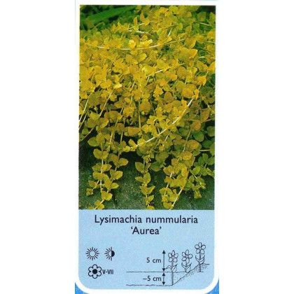 pfennigkraut hellerkraut aurea lysimachia nummularia teichpflanzen