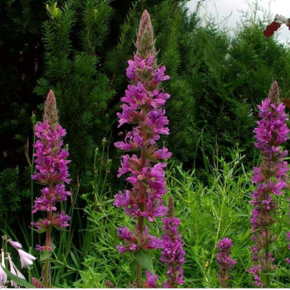 Lythrum salicaria