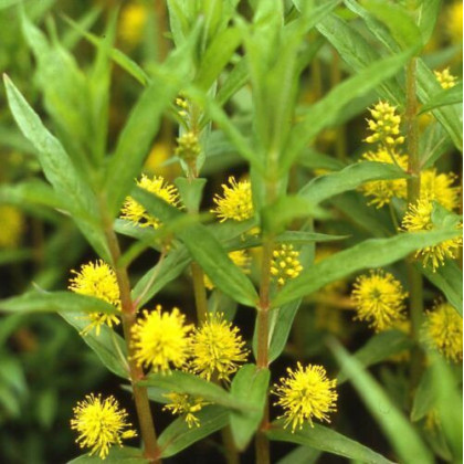 Lysimachia thyrsiflora