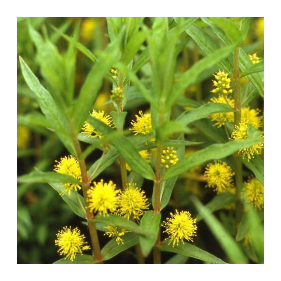 Lysimachia thyrsiflora