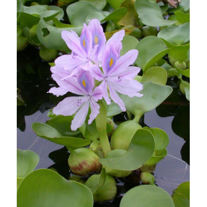 Eichhornia crassipes Water hyacinth