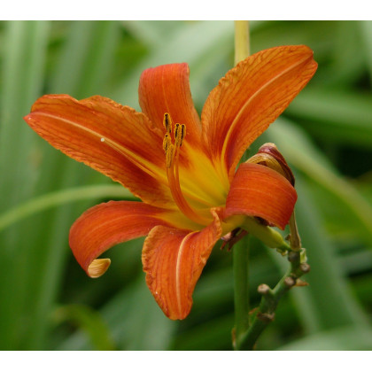 Hemerocallis fulva Orange Daylily