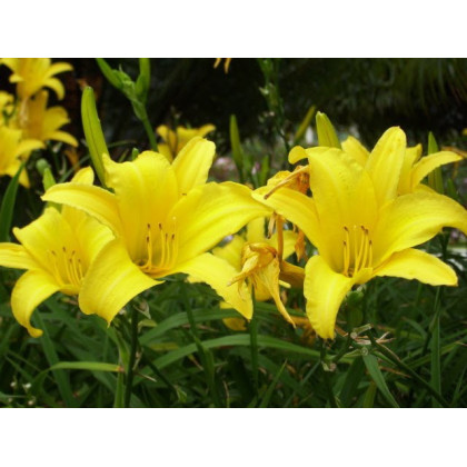 Hemerocallis flava Lemon Lily