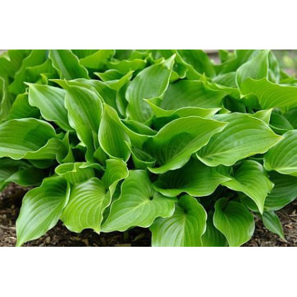 Hosta ‘Invincible’