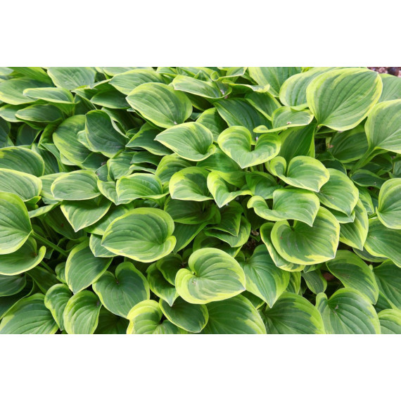 Hosta 'Golden Tiara' 