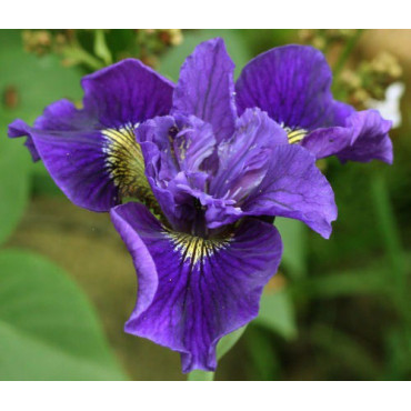 Iris sibirica "Ruffled Velvet"