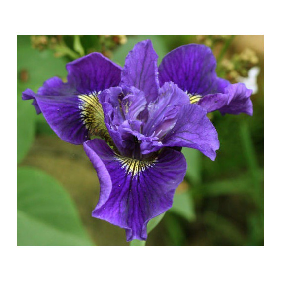 Iris sibirica "Ruffled Velvet"