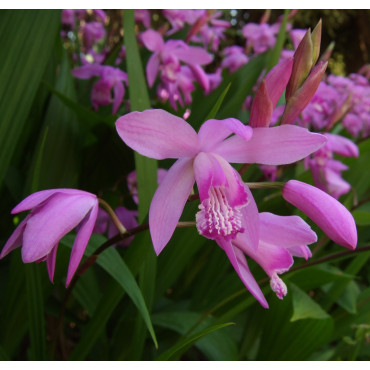 Japan-Orchidee  Bletilla striata