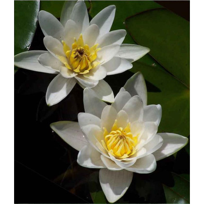 Waterlily 'Albida' Nymphaea Albida