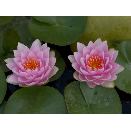 Water Lily  'Madame Wilfron Gonnere' Nymphaea 