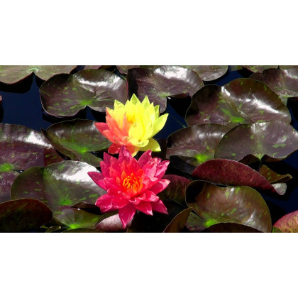  Water Lily Wanvisa, Nymphaea 'Wanvisa' 