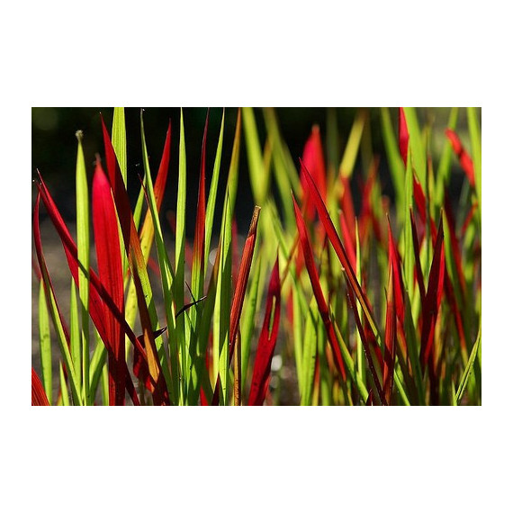 Japanese blood grass, Imperata cylindrica 'Red Baron' 