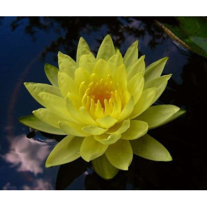 Water Lily 'Chromatella Nymphaea 'Marliacea Chromatella'