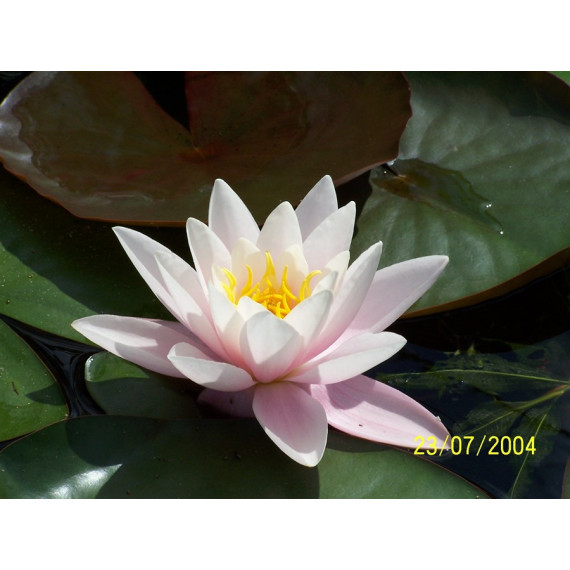 Water Lily 'Carnea Nymphae Marliacea Carnea'