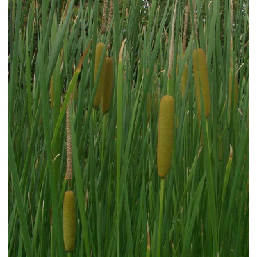 Asiatische Sumpf-Schwertlilie  Variegata Iris laevigata 'Variegata'