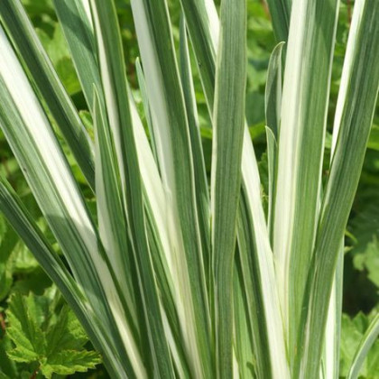  Iris Ensata Variegata 