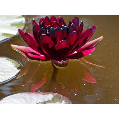 Lilia wodna Nymphaea ”Black Princess” Lilia wodna Nymphaea ”Black Princess”