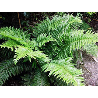 Paprotnik kolczysty, Polystichum aculeatum