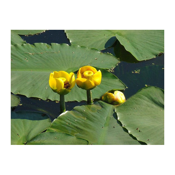 Yellow Water-lily Nuphar lutea