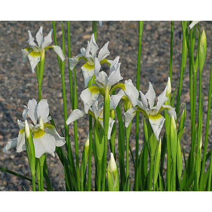 Iris sibirica Snow Queen