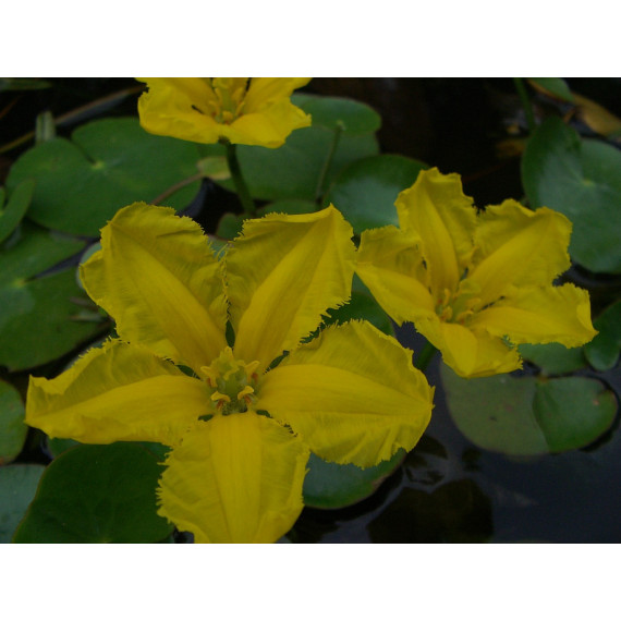 Yellow Floating Heart Nymphoides peltata