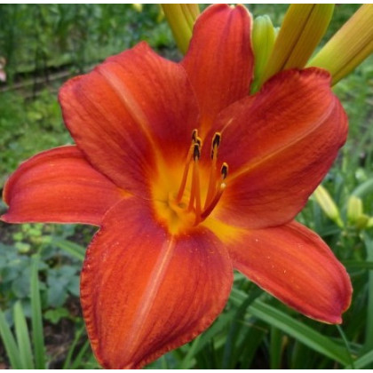 Liliowiec 'Anzac' Hemerocallis 'Anzac'