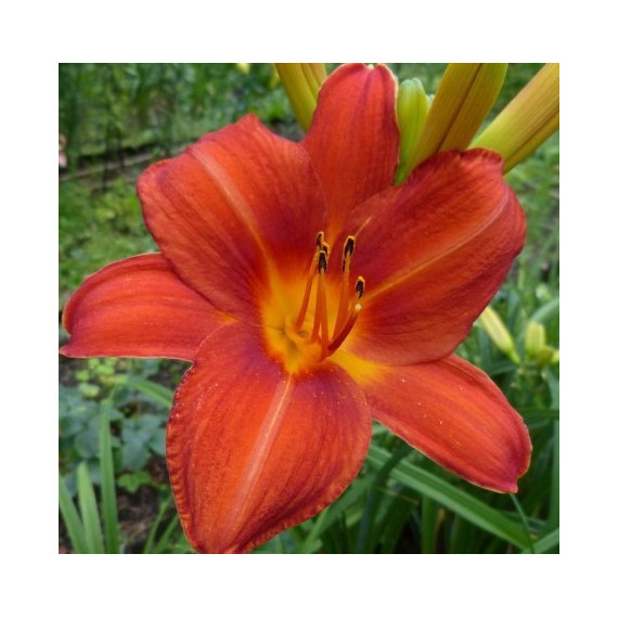 Liliowiec 'Anzac' Hemerocallis 'Anzac'