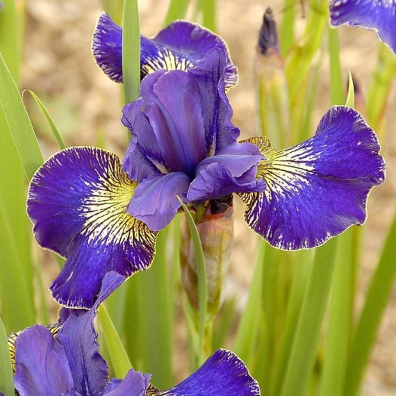  Iris sibirica (kosaciec syberyjski) Silver Edge 