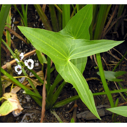 Sagittaria sagittifolia  arrowhead 