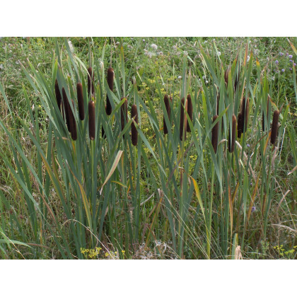 Typha latifolia