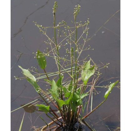 Alisma plantago - aquatica 